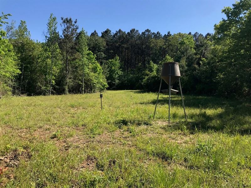 Hunting Land 41 Acres Sw Miss : Bogue Chitto : Lincoln County : Mississippi