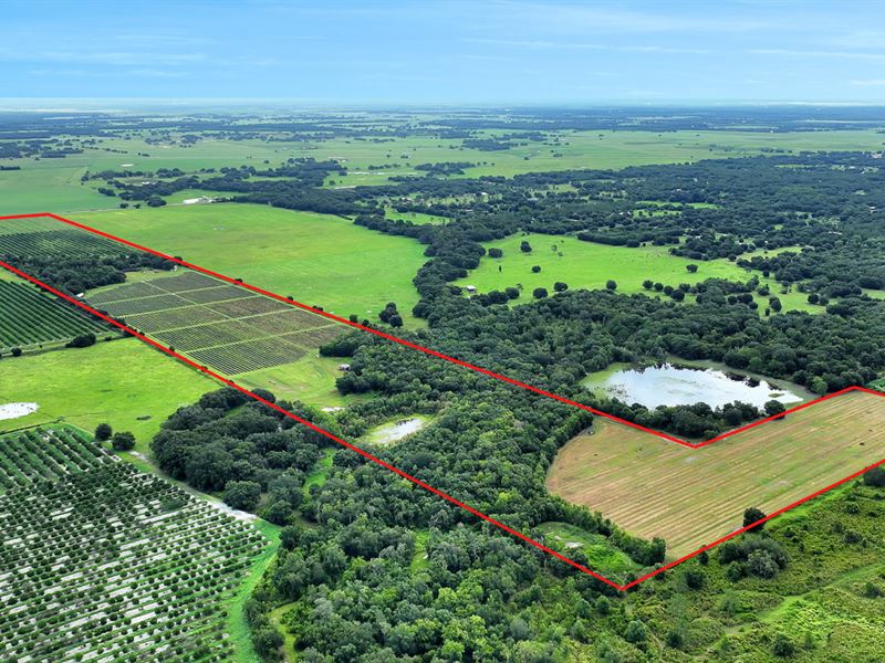 Blueberry Farm & Additional Acreage : Arcadia : DeSoto County : Florida