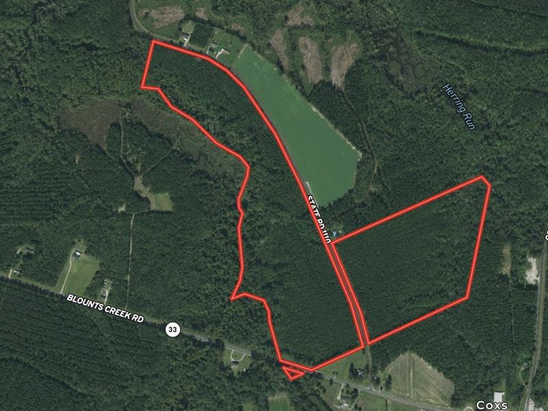 Timber, Hunting Land, Blounts Creek : Blounts Creek : Beaufort County : North Carolina