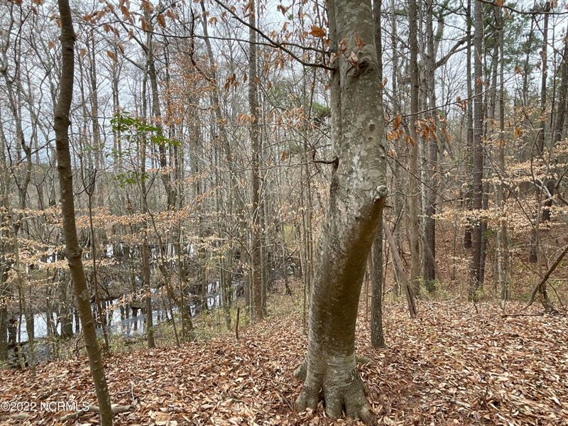 Timber, Hunting Land, Blounts Creek : Blounts Creek : Beaufort County : North Carolina