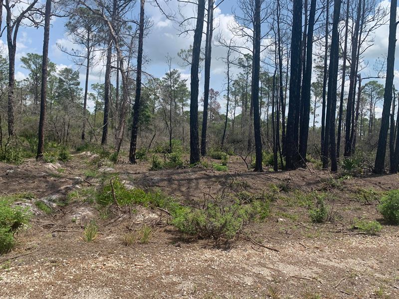4 Minutes to Lake Grassy : Lake Placid : Highlands County : Florida