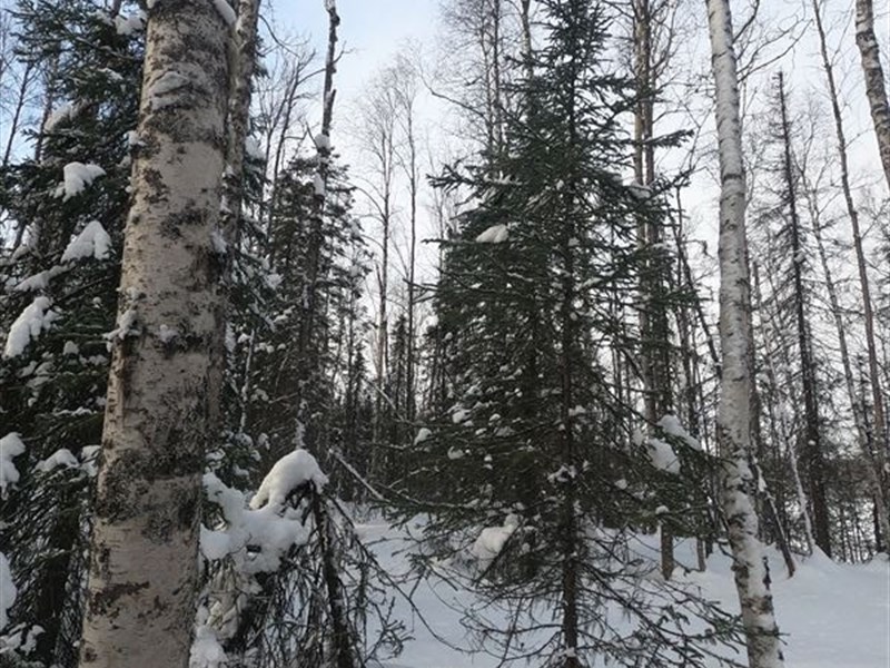 $75K for 71.55 Acres in Talkeetna : Talkeetna : Matanuska-Susitna Borough : Alaska