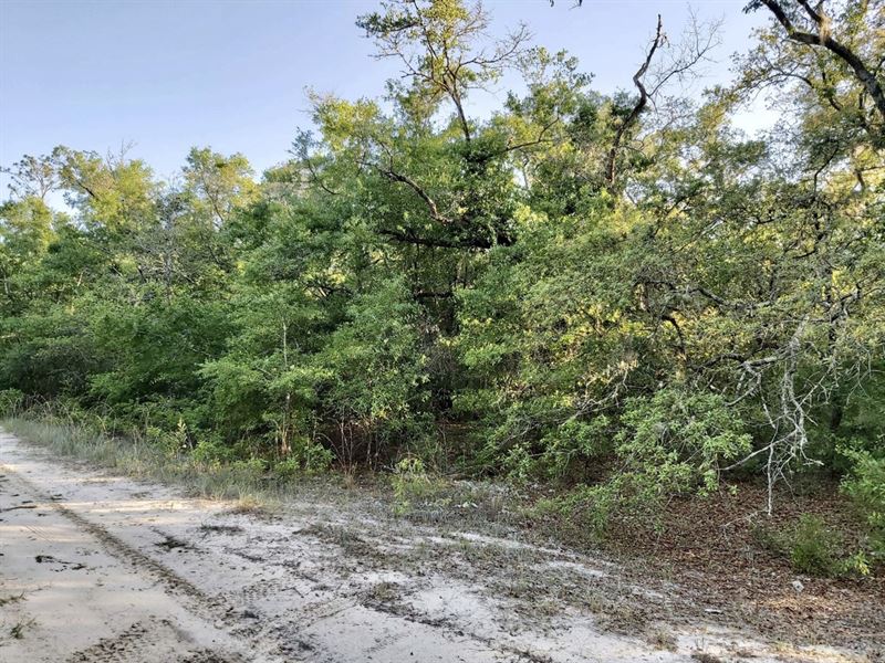 Spacious Building Lot Near St Johns : Satsuma : Putnam County : Florida