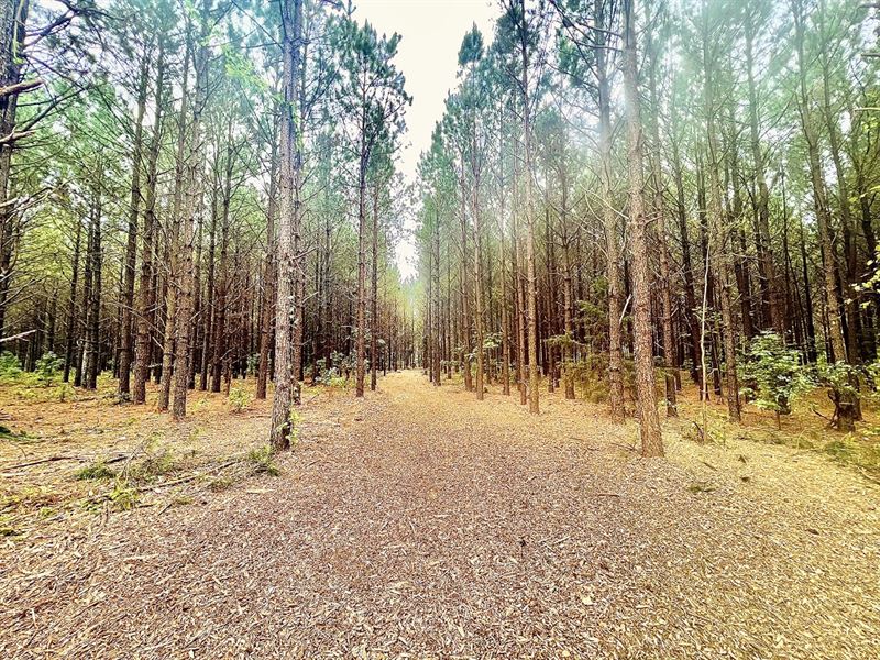 Fantastic Wooded Homesite : Oglethorpe : Macon County : Georgia