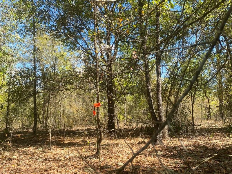 Beautiful Buildable Land with Views : Jacksonville : Putnam County : Florida