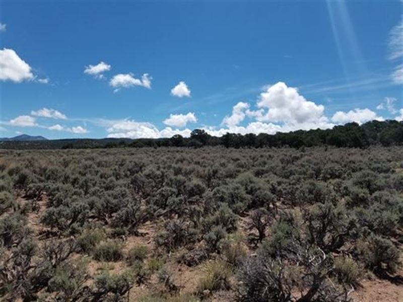 Secluded 4.95 Acres Only $309/Mo : Fort Garland : Costilla County : Colorado
