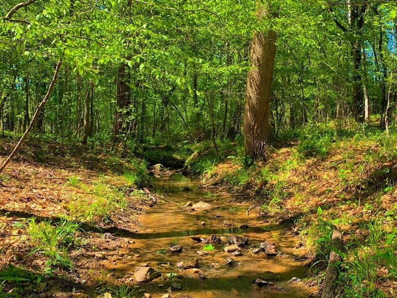 Growing Pine & Beautiful Creek : Crawfordville : Taliaferro County : Georgia