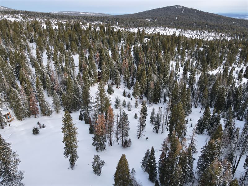 Big Mountain Lover : Adin : Modoc County : California
