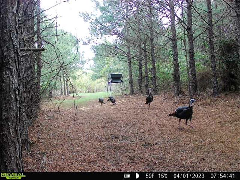 172 Ac, Timberland with Excellent : Bernice : Union Parish : Louisiana