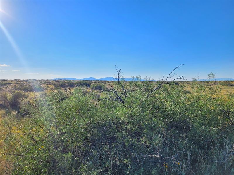 Own a Slice of Texas Paradise : Clint : El Paso County : Texas