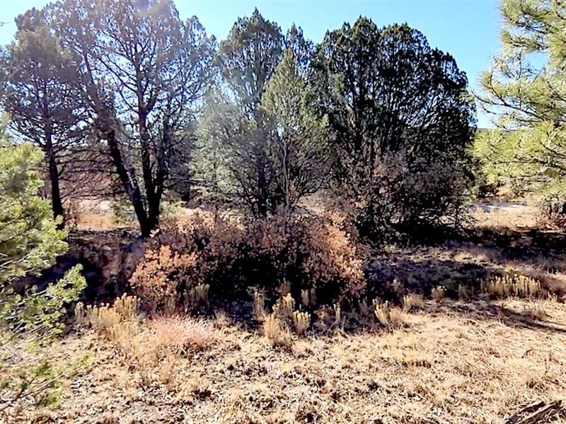 Escape to Off-Grid Paradise : Timberon : Otero County : New Mexico