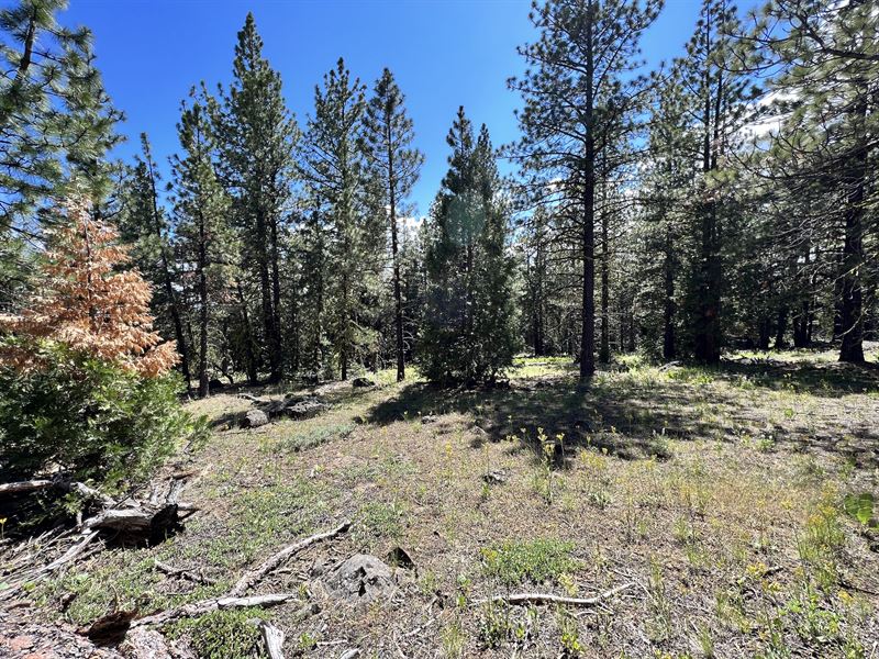 Stunning Alturas Property Awaits : Alturas : Modoc County : California