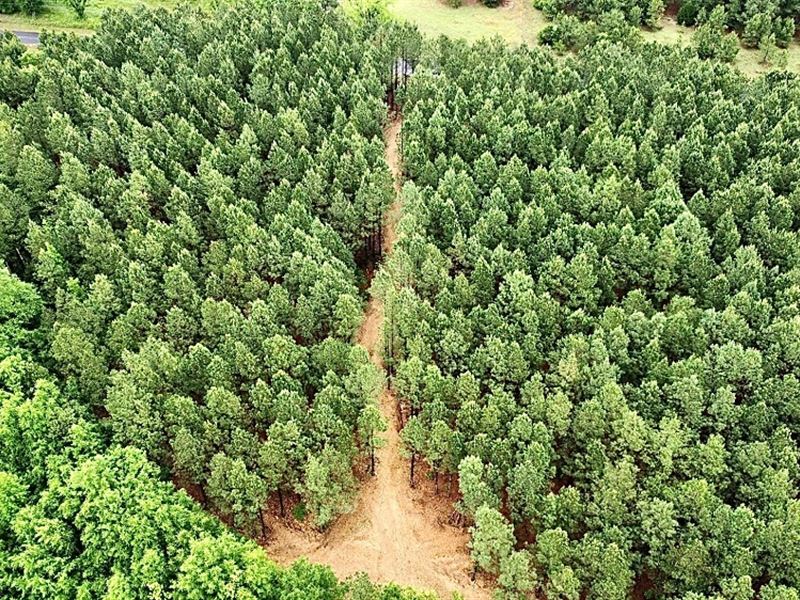 10 Acre Homesite : Oglethorpe : Macon County : Georgia