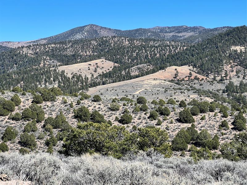 Wooded with Gorgeous Views : Fort Garland : Costilla County : Colorado