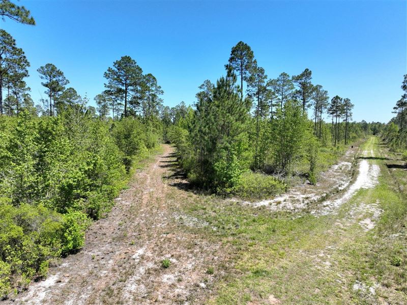 63+ Acres Recreational Timberland : Folkston : Charlton County : Georgia