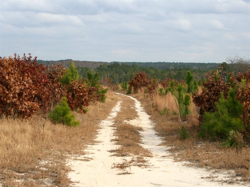 Blue Tract : Raeford : Hoke County : North Carolina