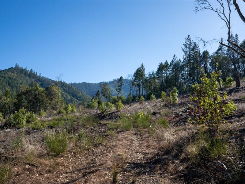 Savage Creek Rd : Grants Pass : Josephine County : Oregon