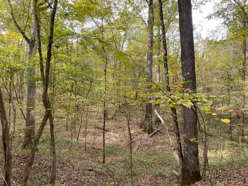 100 Acres in Jefferson County, MS : Pattison : Jefferson County : Mississippi