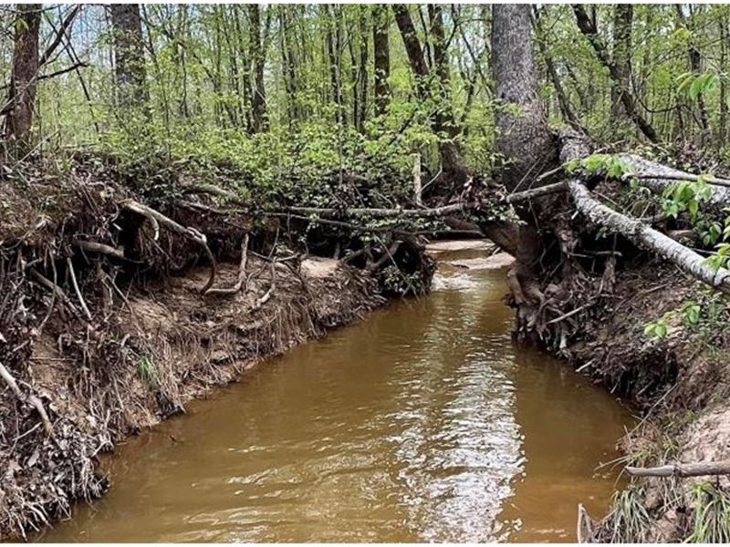 256 Acres in Webster County Eupora : Eupora : Webster County : Mississippi