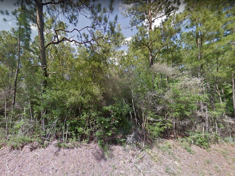 Explore Tyler County, Tx, 0.19 Ac : Ivanhoe : Tyler County : Texas