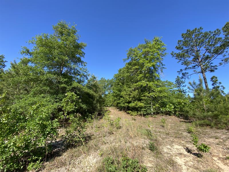 Autauga County, Alabama, 28 Acres : Prattville : Autauga County : Alabama