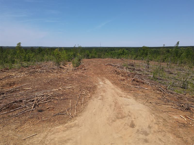 Gates Road Sw 40 : Sunny South : Wilcox County : Alabama