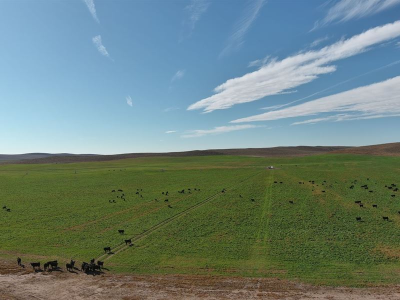 Wauneta Valley Irrigated Farm : Wray : Yuma County : Colorado