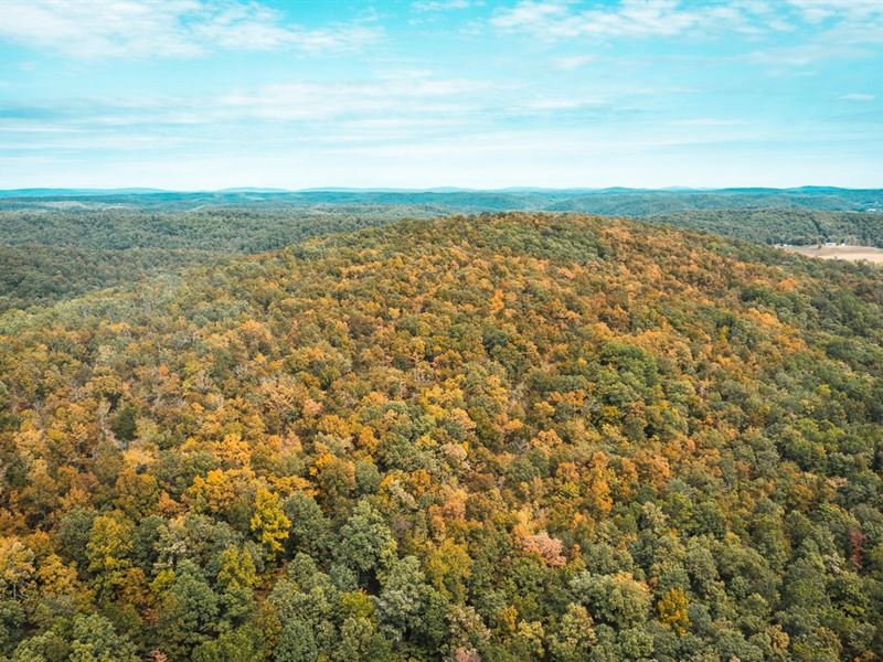 Whizen Hunt Hollow Tract 1 : Redford : Reynolds County : Missouri