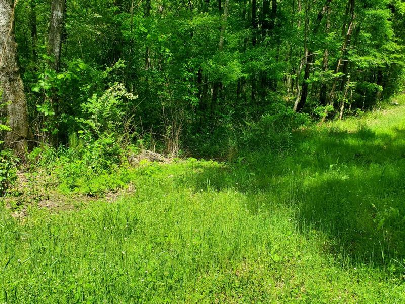 Chelsea Road Residential Tract : Columbiana : Shelby County : Alabama