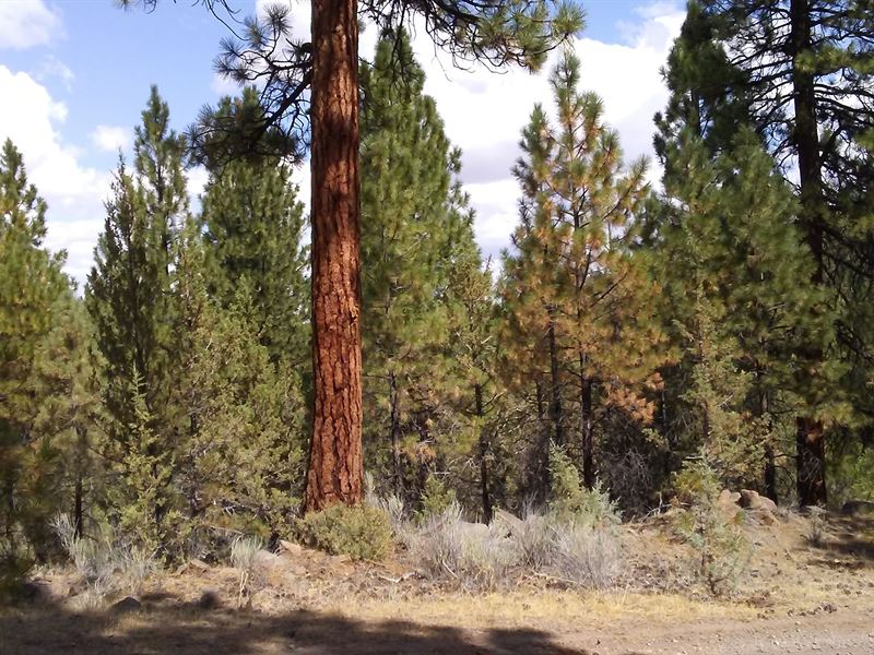 Great Summer Place : Alturas : Modoc County : California