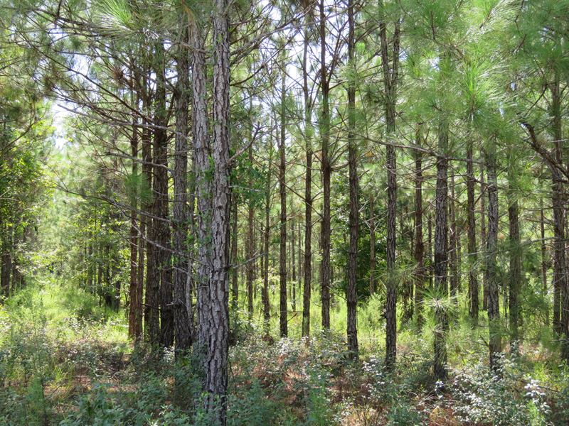 Gordon Chapel West Tract : Hawthorne : Putnam County : Florida