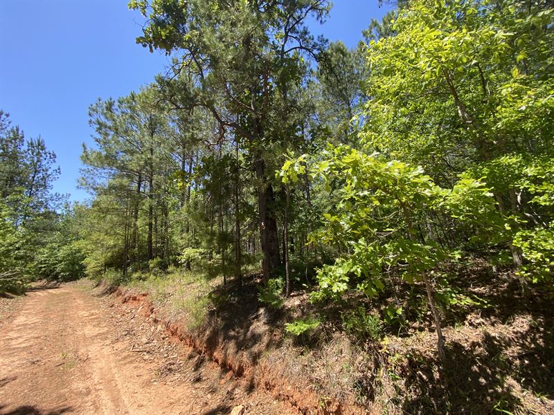 Coosa County 80 Acre Tract : Rockford : Coosa County : Alabama