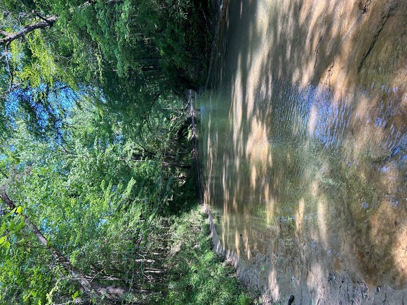 Bear Creek Tract : Pine Hill : Wilcox County : Alabama