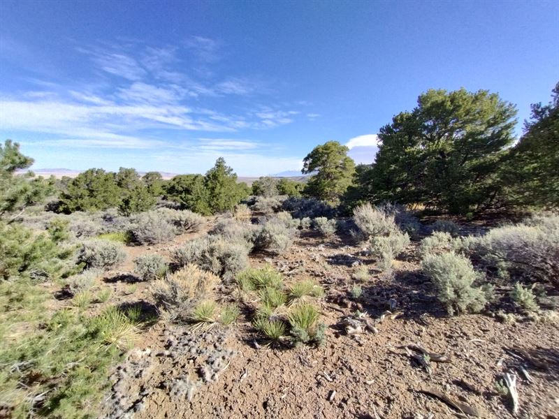 1.15 Ac Wooded Lot in San Luis, CO : San Luis : Costilla County : Colorado