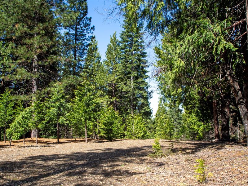 Sly Park Estates : Pollock Pines : El Dorado County : California