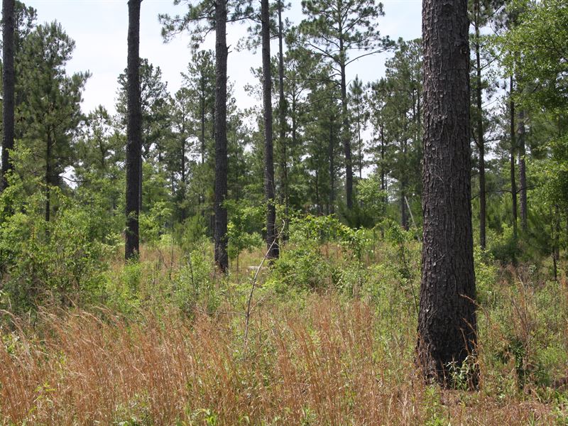 Planted Timber, Pond, Hunting : Edison : Calhoun County : Georgia