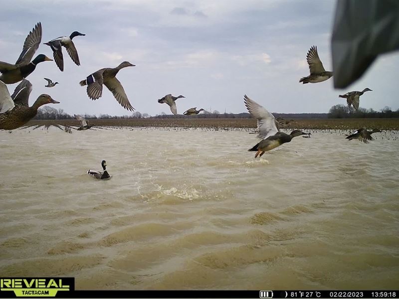 137 Acres in Quitman County, MS : Lambert : Quitman County : Mississippi