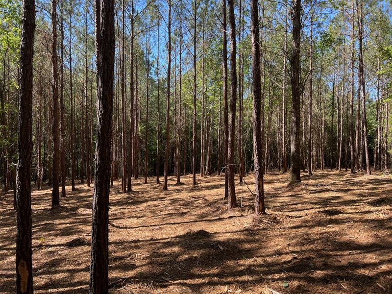8 Acre Lot in Cusseta, AL : Cusseta : Chambers County : Alabama