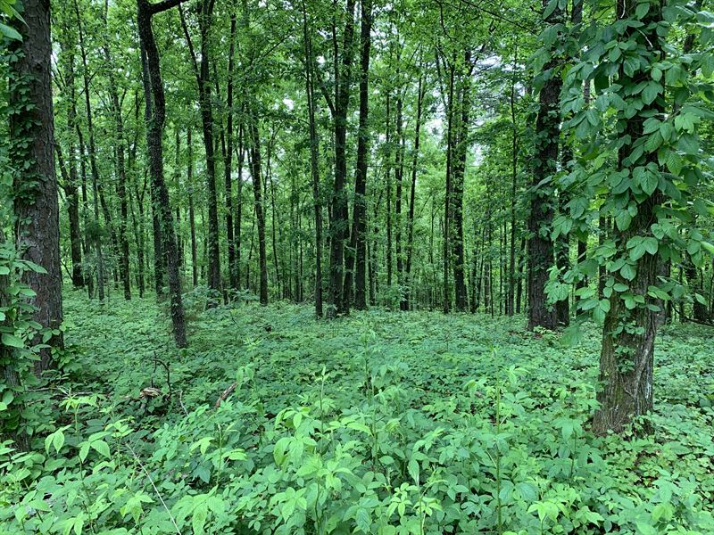 34 Acres, N Bellview Road : Aragon : Polk County : Georgia