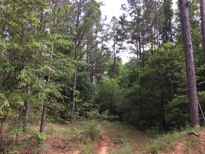 Straughn School House Rd Tract : Dozier : Covington County : Alabama