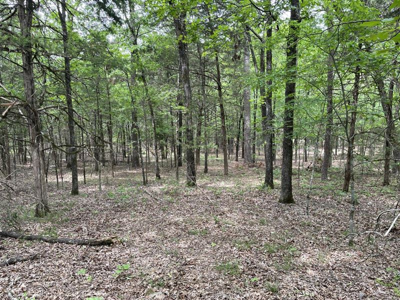 10 Acres, Hunting Land, Mountain : Mountain View : Stone County : Arkansas