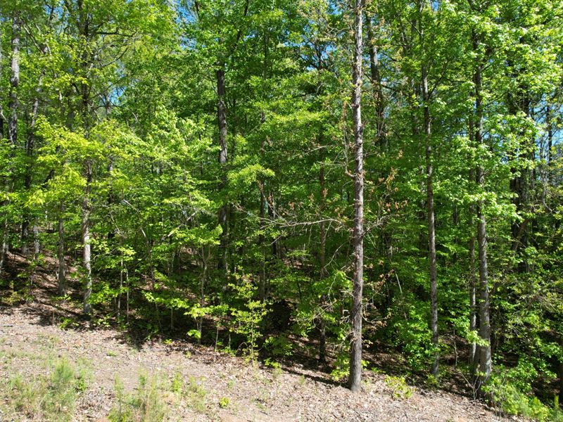 Twin Lakes Lot 6 : Roanoke : Randolph County : Alabama