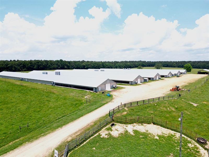 6 House Poultry/Cattle Farm 134&Plu : Morton : Scott County : Mississippi