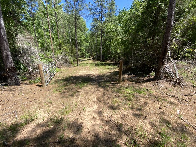 Autauga County 40 Ac Hunting Tract : Billingsley : Autauga County : Alabama