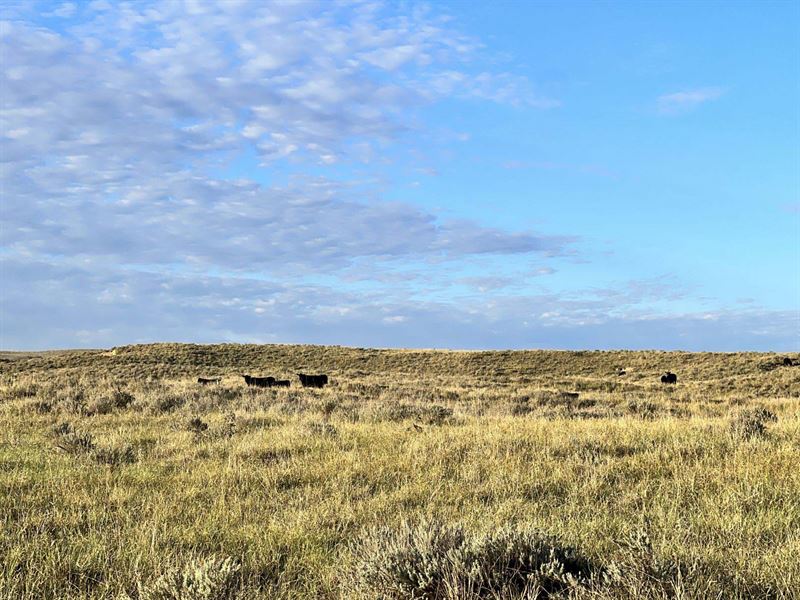 Condon East Pasture : Crook : Logan County : Colorado