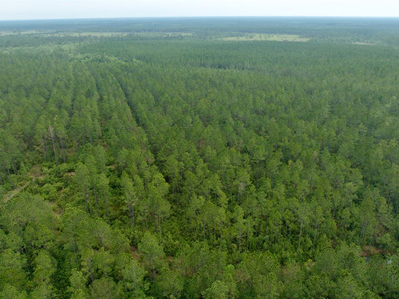 Shop Road Timbers : Waycross : Ware County : Georgia