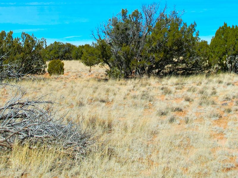 40 Ac St Johns, AZ No Restrictions : Saint Johns : Apache County : Arizona