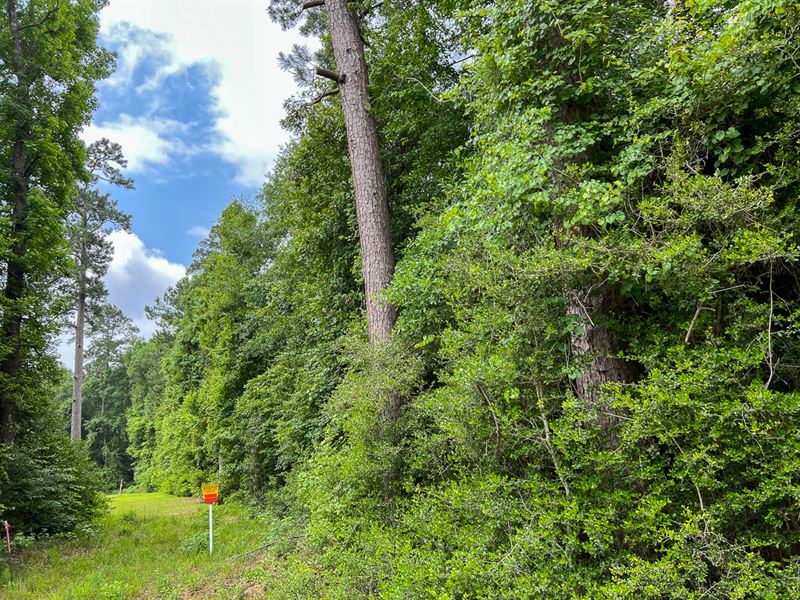 42 Acres, Lester Caraway Rd D-4 : Silsbee : Hardin County : Texas