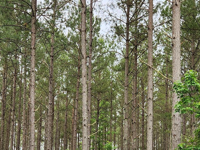 Cherry Grove : Fruithurst : Cleburne County : Alabama