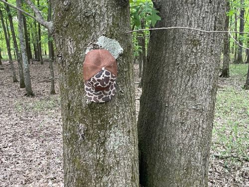 90.2 Acres In Quitman County, MS : Marks : Quitman County : Mississippi